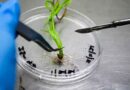 Agri-Genomics Startup Piatrika Biosystems raises $1.2 Million in Seed Funding led by Ankur Capital