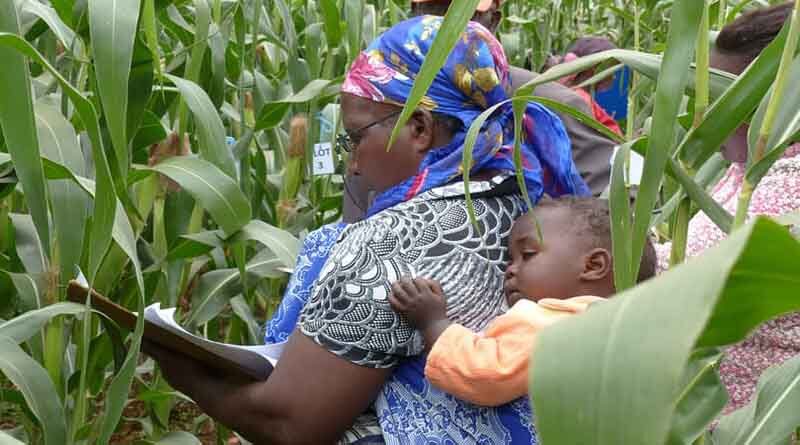 Novel technology to reduce the complexity of maize seed production and increase maize hybrid yields in farmer’s fields