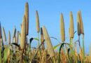 India to focus on production, consumption, export and branding of millets during International Year of Millets 2023 (IYoM)