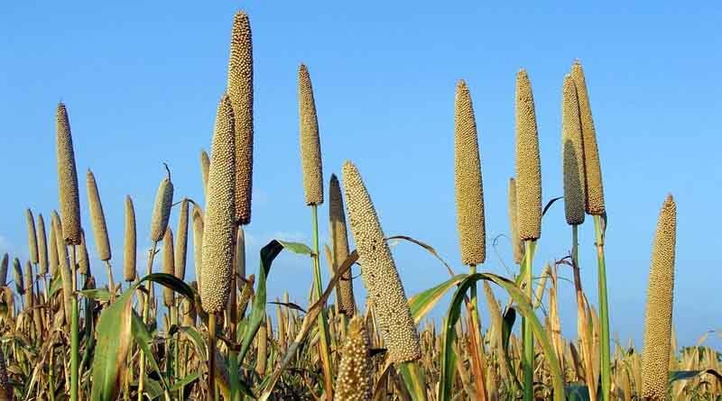India to focus on production, consumption, export and branding of millets during International Year of Millets 2023 (IYoM)