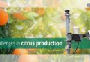 Challenges in citrus production