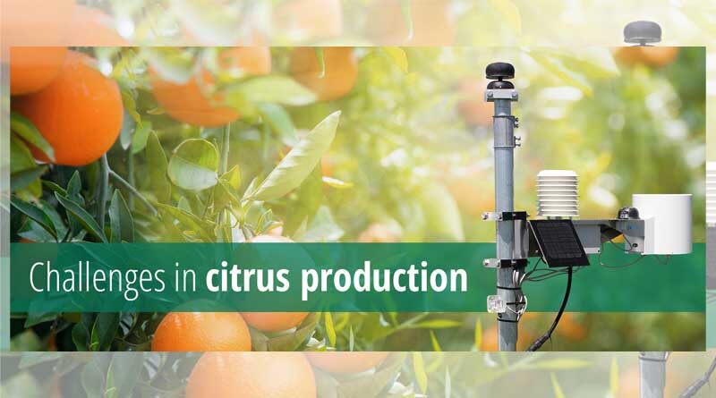 Challenges in citrus production