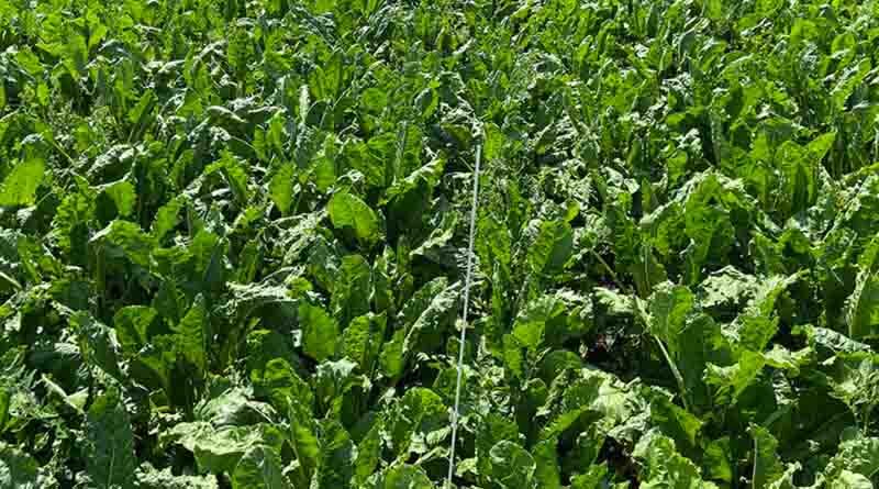 Beet gets relief from Quantis as heat rises again