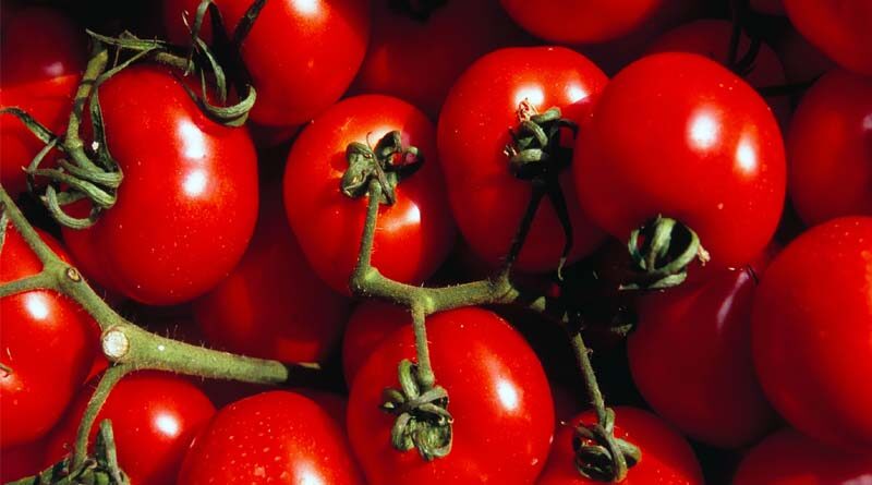 Tomato prices down by 60% in a month: India Region