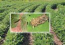 Insect - Pest management in 15-20 days old soybean crop