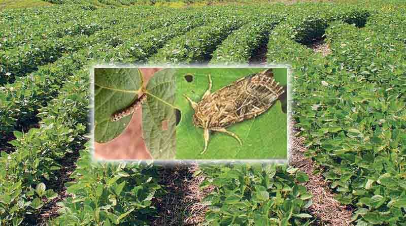 Insect - Pest management in 15-20 days old soybean crop
