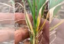 Northern growers at risk of cereal disease misdiagnosis due to seasonal and paddock conditions