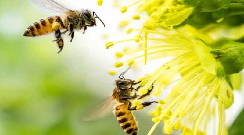 Agricultural and Pesticide Interests Seek to Appeal Recent Ruling that Bees can be Protected by California's Endangered Species Act