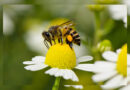 Bees’ Needs Week buzzes into action