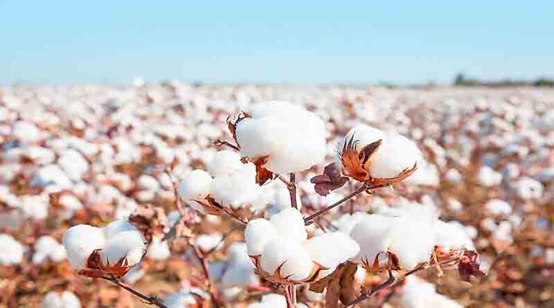 Advisory for cotton farmers of Madhya Pradesh (21 to 51 days)