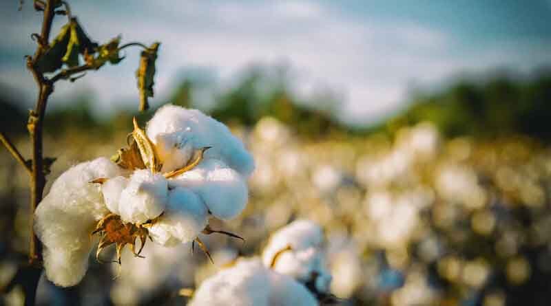Punjab: 37 onground teams to scout and monitor Pink Bollworm attack