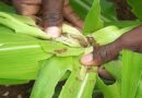Communication strategies to support the fight against fall armyworm