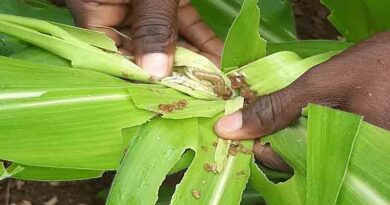 Communication strategies to support the fight against fall armyworm