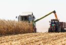 Summer grain harvest increases despite floods