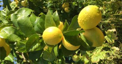 Yen Ben lemon harvest underway in Northland
