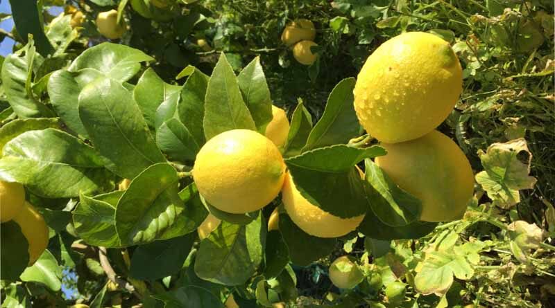 Yen Ben lemon harvest underway in Northland