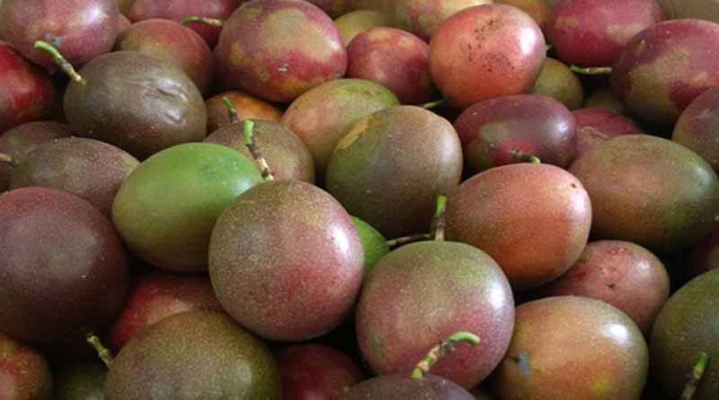 Vietnam piloted official passion fruit exports to the Chinese market