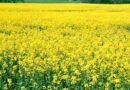Farmers growing pulses and oilseed crops will get assistance of Rs. 4,000 per acre
