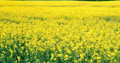 Farmers growing pulses and oilseed crops will get assistance of Rs. 4,000 per acre