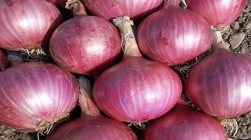 Indian Government to release 50 thousand tonnes of onions for sale in the open market