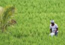 Kharif sowing in India 41 lakh hectare less than last year