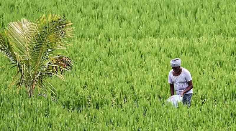Kharif sowing in India 41 lakh hectare less than last year