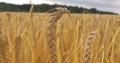 Dryness in S Europe to boost Spanish wheat demand