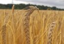 Winter malting barley is a profitable option in a strong feed market