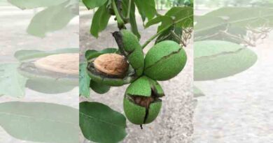 Full potential of walnut industry yet to be cracked