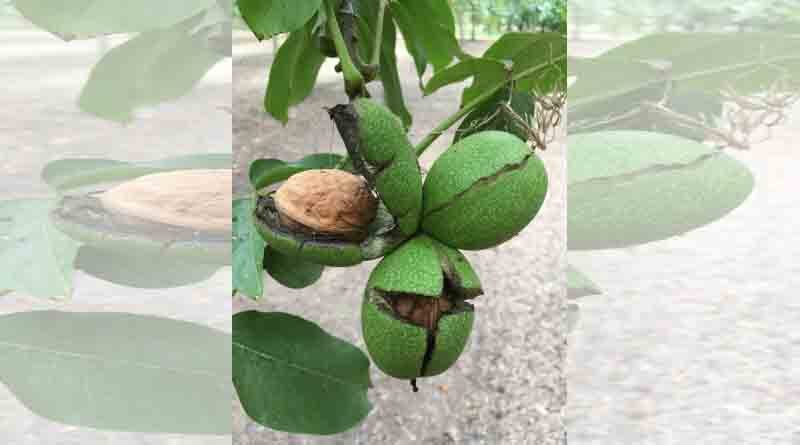Full potential of walnut industry yet to be cracked