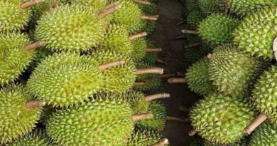 Vietnamese durian is to officially exported to China