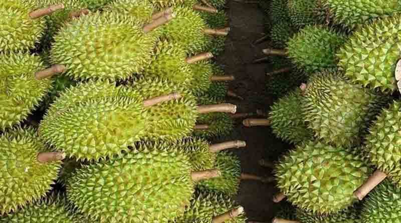 Vietnamese durian is to officially exported to China