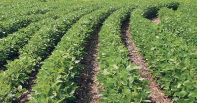 Controlling Leaf Eating Caterpillar in Soybean crop