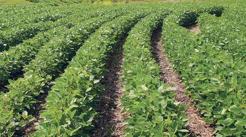Controlling Leaf Eating Caterpillar in Soybean crop