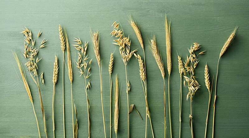 Lantmännen’s harvest forecast: 5.3 million tonnes of grain
