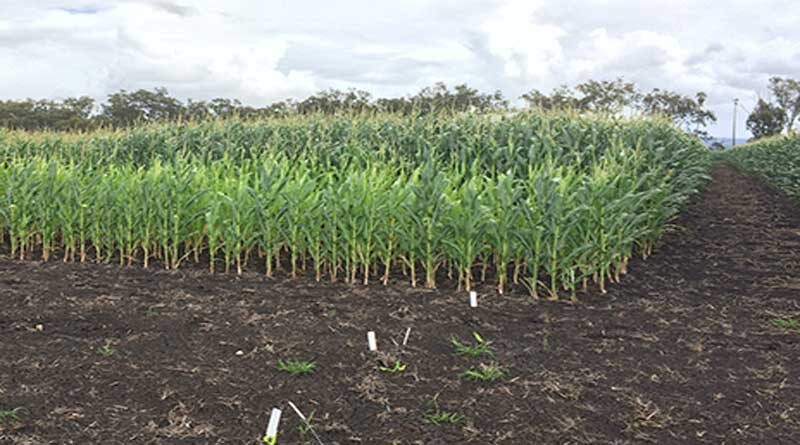 Australia: GRDC looks to better understand nitrogen loss to improve system modelling