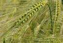 Research suggests hybrid barley could help growers respond to fertiliser costs and other challenges