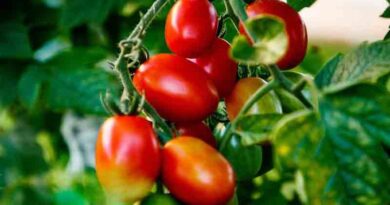 Tomato hybrid variety ARKA Samrat [F1]