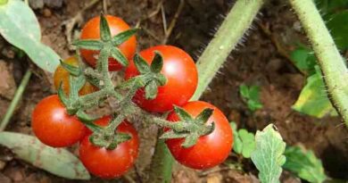 Tomato hybrid variety Arka Saurabh (Sel - 4)