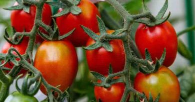 Tomato hybrid variety Arka Shreshta