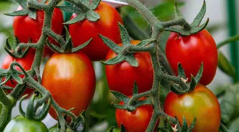 Tomato hybrid variety