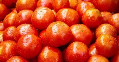 Tomato hybrid variety Arka Ahuti (Sel 11)