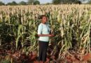 ICRISAT-AGRA collaborate on drought tolerant crops value chain development