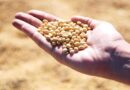 Progressive farmers share their cost of cultivation, production and profit in soybean in India