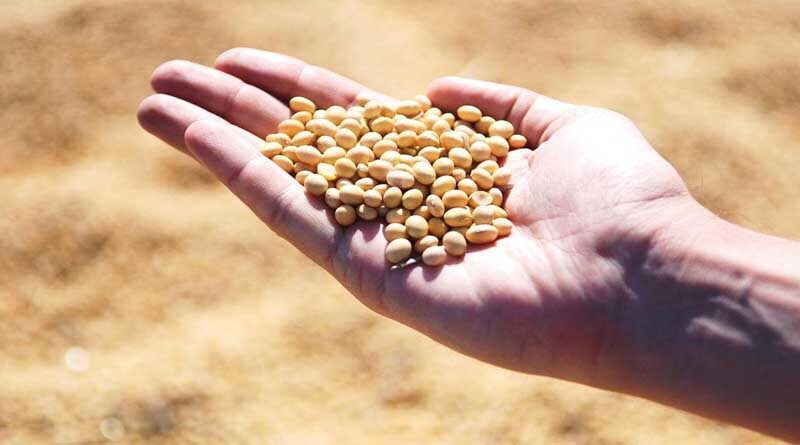 Progressive farmers share their cost of cultivation, production and profit in soybean in India