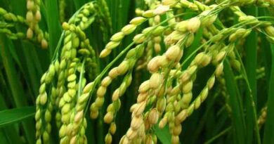 Savannah's high yielding paddy variety Sava smart rice® 134 