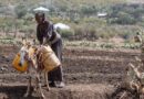 Value placed on resources and decisions in farming in Ethiopia differs across genders, study reveals