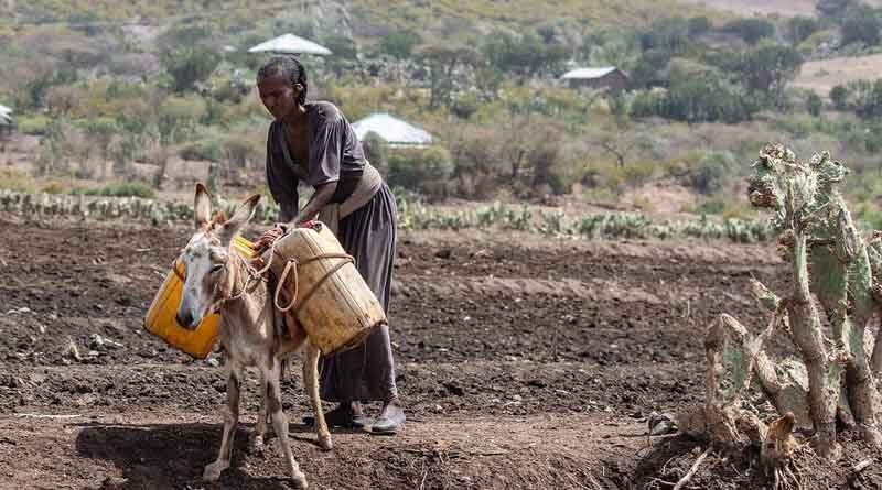 Value placed on resources and decisions in farming in Ethiopia differs across genders, study reveals