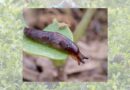 Latest GRDC slug control tactics now available for growers