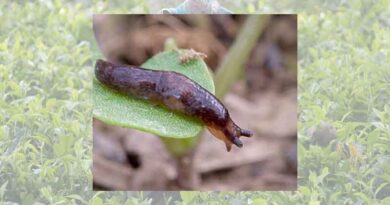 Latest GRDC slug control tactics now available for growers